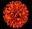 Hepatit C virüsü